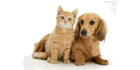 Cornwall Veterinary Clinic - Logo